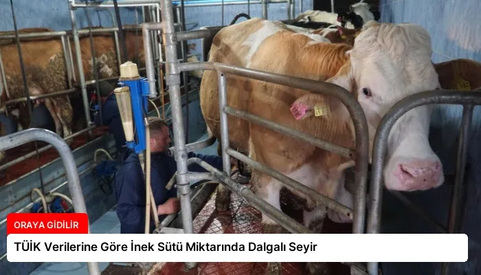 TÜİK Verilerine Göre İnek Sütü Miktarında Dalgalı Seyir
