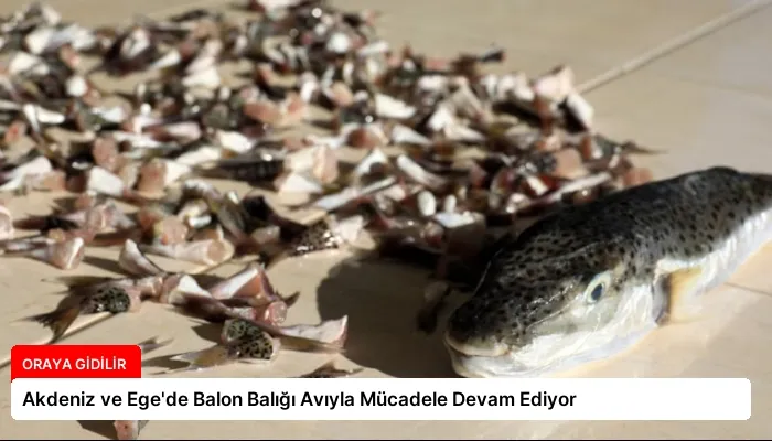 Akdeniz ve Ege’de Balon Balığı Avıyla Mücadele Devam Ediyor