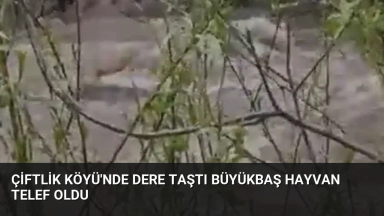 Çiftlik Köyü’nde Dere Taştı Büyükbaş Hayvan Telef Oldu
