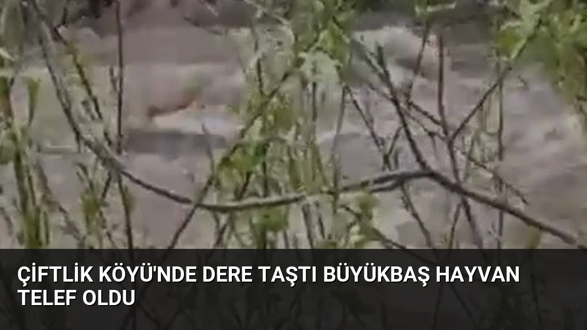 Çiftlik Köyü’nde Dere Taştı Büyükbaş Hayvan Telef Oldu