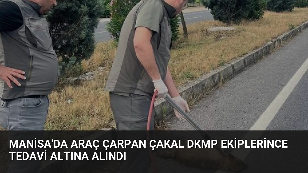 Manisa’da Araç Çarpan Çakal DKMP Ekiplerince Tedavi Altına Alındı