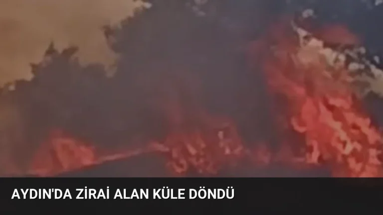 Aydın’da Zirai Alan Küle Döndü