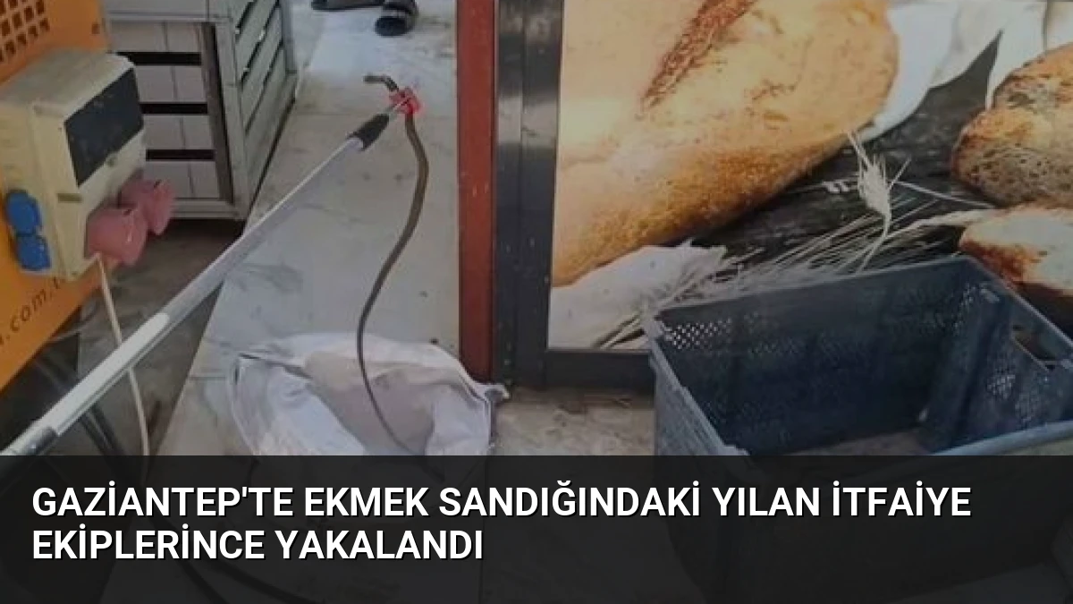 Gaziantep’te Ekmek Sandığındaki Yılan İtfaiye Ekiplerince Yakalandı