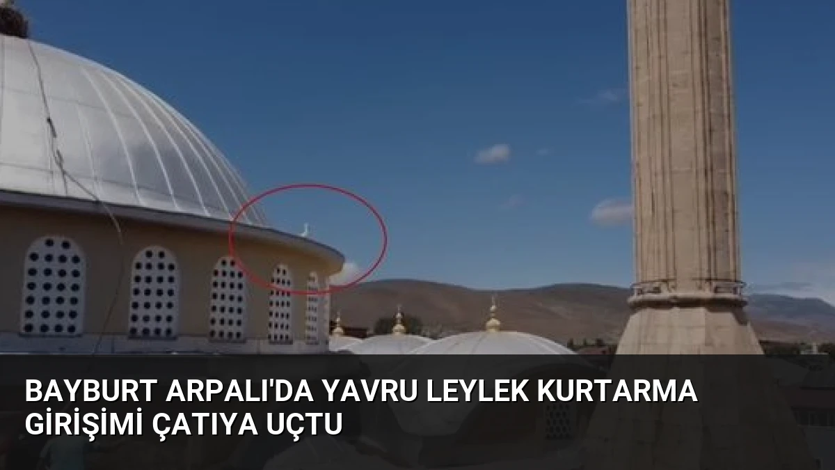 Bayburt Arpalı’da Yavru Leylek Kurtarma Girişimi Çatıya Uçtu