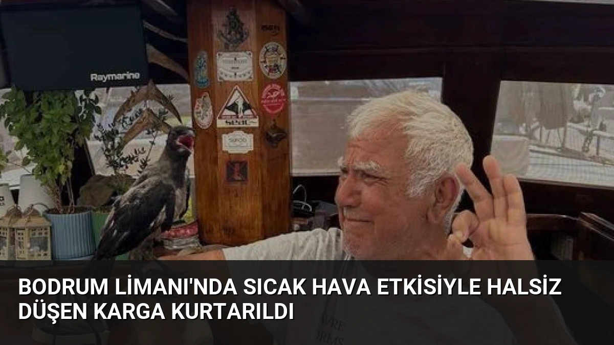 Bodrum Limanı’nda Sıcak Hava Etkisiyle Halsiz Düşen Karga Kurtarıldı