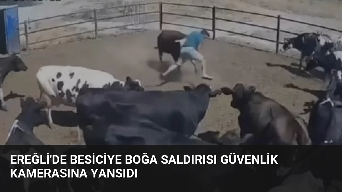 Ereğli’de Besiciye Boğa Saldırısı Güvenlik Kamerasına Yansıdı