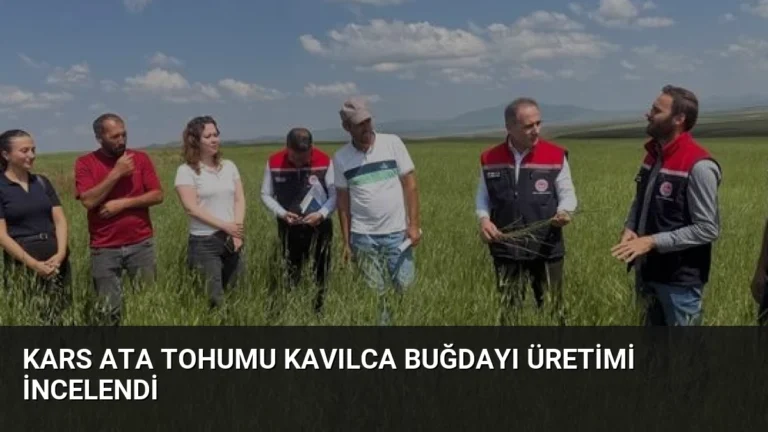 Kars Ata Tohumu Kavılca Buğdayı Üretimi İncelendi