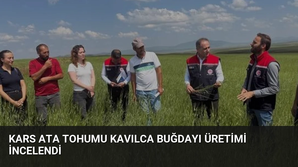Kars Ata Tohumu Kavılca Buğdayı Üretimi İncelendi