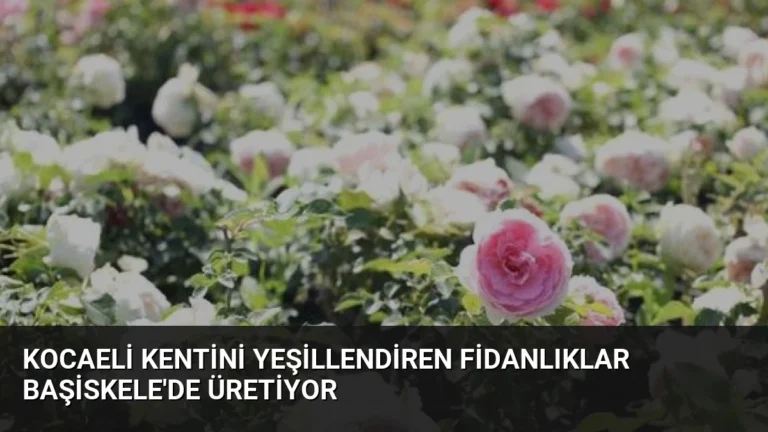 Kocaeli Kentini Yeşillendiren Fidanlıklar Başiskele’de Üretiyor