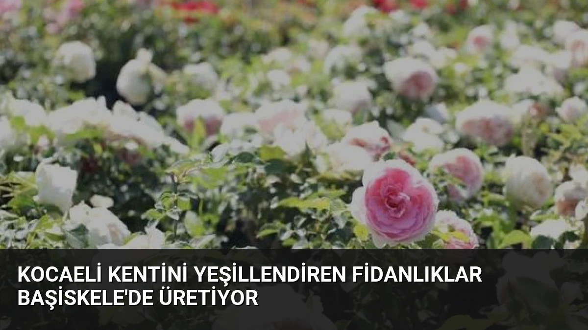 Kocaeli Kentini Yeşillendiren Fidanlıklar Başiskele’de Üretiyor