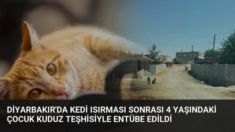 Diyarbakır’da Kedi Isırması Sonrası 4 Yaşındaki Çocuk Kuduz Teşhisiyle Entübe Edildi