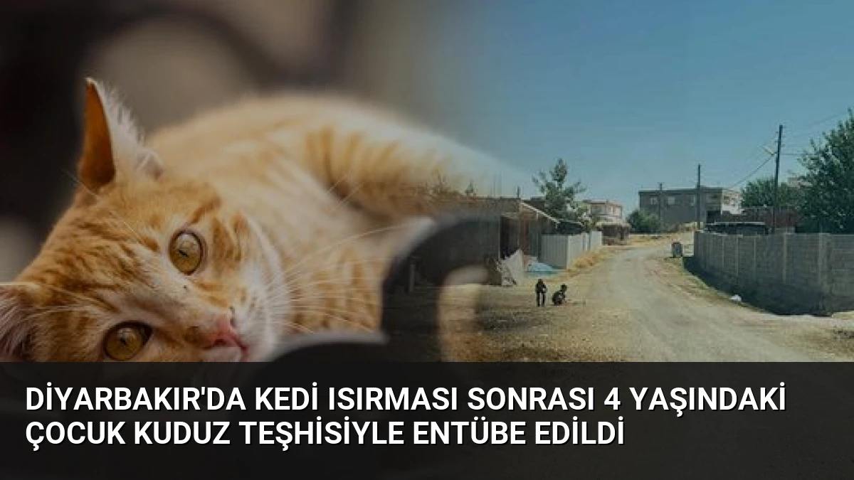 Diyarbakır’da Kedi Isırması Sonrası 4 Yaşındaki Çocuk Kuduz Teşhisiyle Entübe Edildi