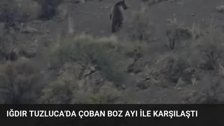 Iğdır Tuzluca’da Çoban Boz Ayı ile Karşılaştı