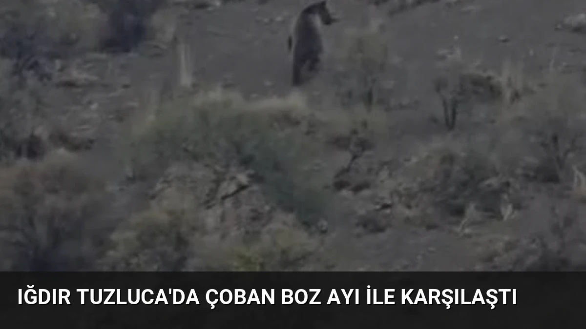 Iğdır Tuzluca’da Çoban Boz Ayı ile Karşılaştı