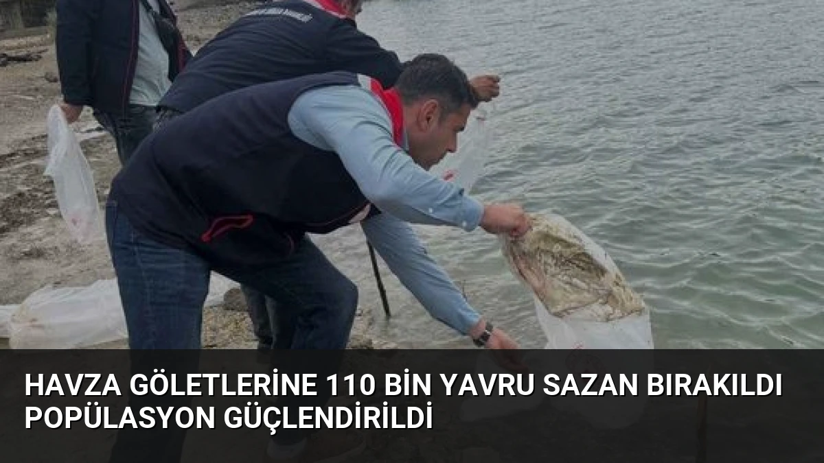 Havza Göletlerine 110 Bin Yavru Sazan Bırakıldı Popülasyon Güçlendirildi