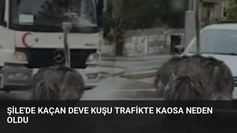 Şile’de Kaçan Deve Kuşu Trafikte Kaosa Neden Oldu