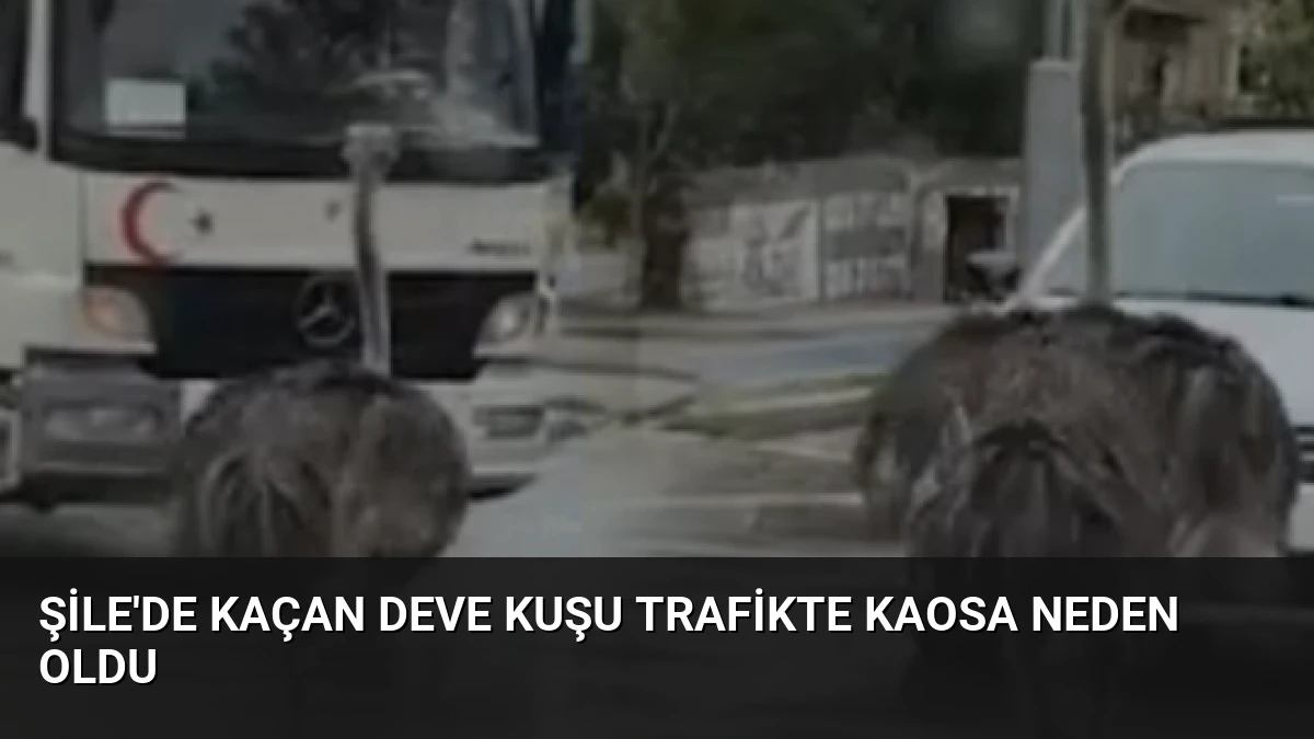 Şile’de Kaçan Deve Kuşu Trafikte Kaosa Neden Oldu